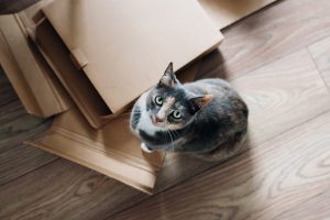 moving boxes and a cat