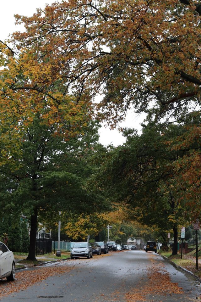 a street in fall