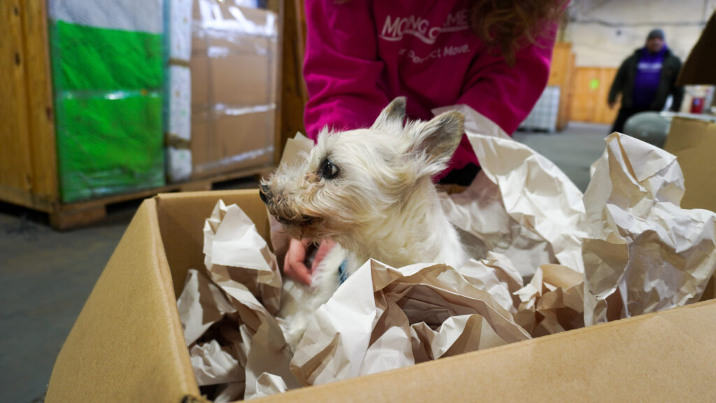 pet relocation tips